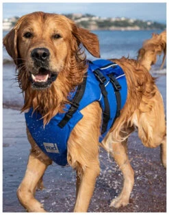 Red Paddle Co. Red Paddle Co Dog Buoyancy Aid -Meilleur Bateaux Magasin red paddle co dog buoyancy aid blue xs 330 480 mm blue 6